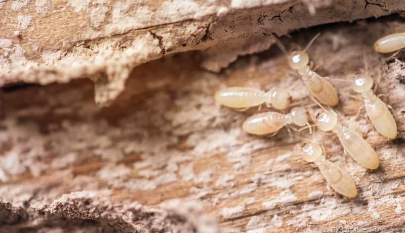 Termite Exterminators - Control - Removal in Portland OR and Vancouver WA